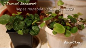 ПРОДОЛЖЕНИЕ-2-Цикламен из семян: для самых ленивых - 2