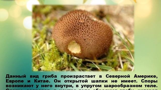 Презентация "Необычные и фантастические грибы" смотреть онлайн