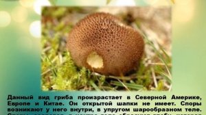 Презентация "Необычные и фантастические грибы"