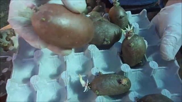 Проращивание картофеля в темноте.