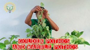 Golden pothos and marble pothos