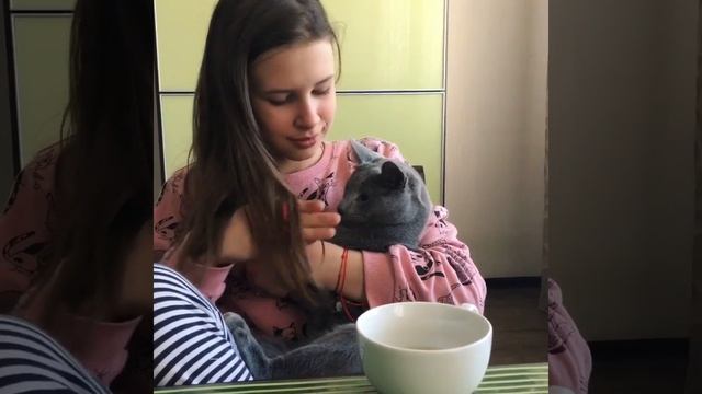 Русские голубые котята. Русская голубая кошка. Питомник Ruzara. смотреть онлайн