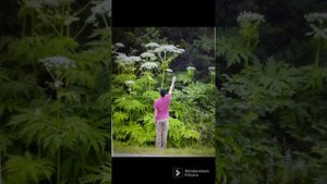 самые опасные растения всего мира