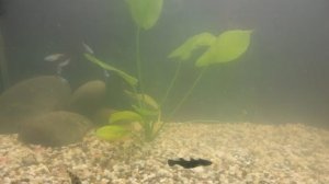 Мутная вода в аквариуме! Почему мутнеет вода в аквариуме! Нарушение био баланса в аквариуме!