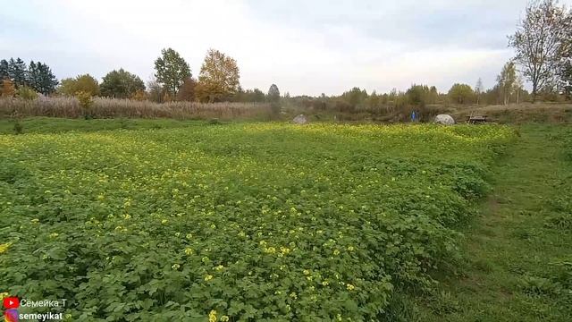 Горчица выросла. Сидераты- горчица. Как и когда сеять горчицу, как ухаживать и от чего уберегать !