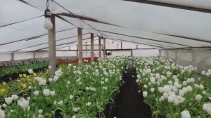 Теплица с цветами  Прогулка по теплице с тюльпанами Обзор Greenhouse