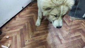 АЛАБАЙ 8 МЕСЯЦЕВ 80 КИЛОГРАММ ЩЕНОК СРЕДНЕАЗИАТСКАЯ ОВЧАРКА