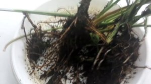 ДРЕМИОПСИС разговоры и обзоры