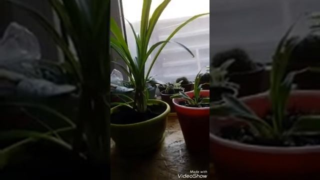 Как ухаживать за хлорофитумом смотреть онлайн