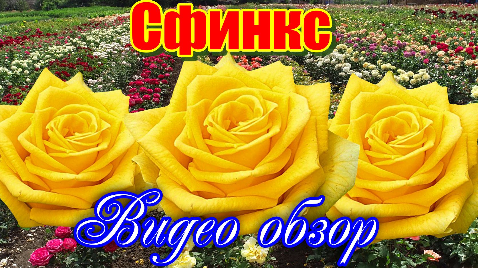 Видео обзор розы Сфинкс (Чайно гибридная) - Sphinx (Prego Royalty B_V. Нидерланды, 1997)
