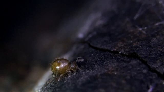 Коллембола - Collembola