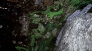 Wrong Turn 2 | End Scene