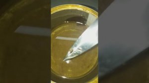 Печень трески с ЧЕРВЯМИ ???