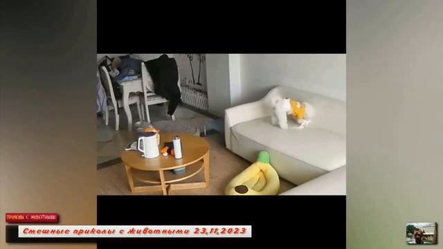 Смешные приколы с животными 23,11,2023 смотреть онлайн