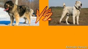 Кавказская овчарка VS Алабая