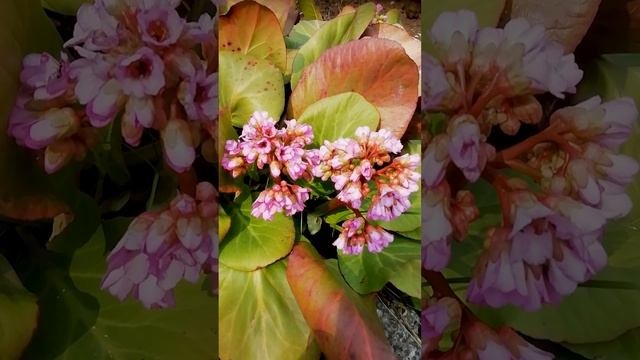 Бадан цветёт.?