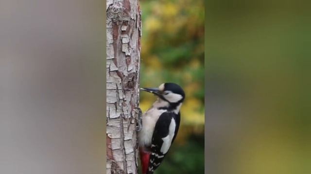 дятел.один с 5 видов смотреть онлайн