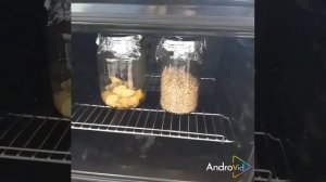 Выращиваем триходерму на варёном картофеле.