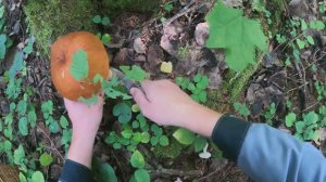 Тихая охота за грибами в Подмосковье