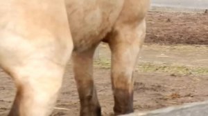 Жеребец Девиз зазывает кобыл.