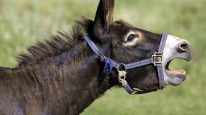 Характерный голос осла