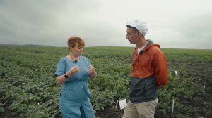 Картофель российской селекции / До 70 тонн с гектара и семенной материал - Зольский Картофель