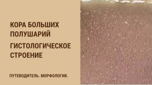 Кора больших полушарий. Гистологическое строение