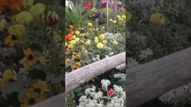 Омск.Палисадник- море цветов??? Для тебя... смотреть онлайн