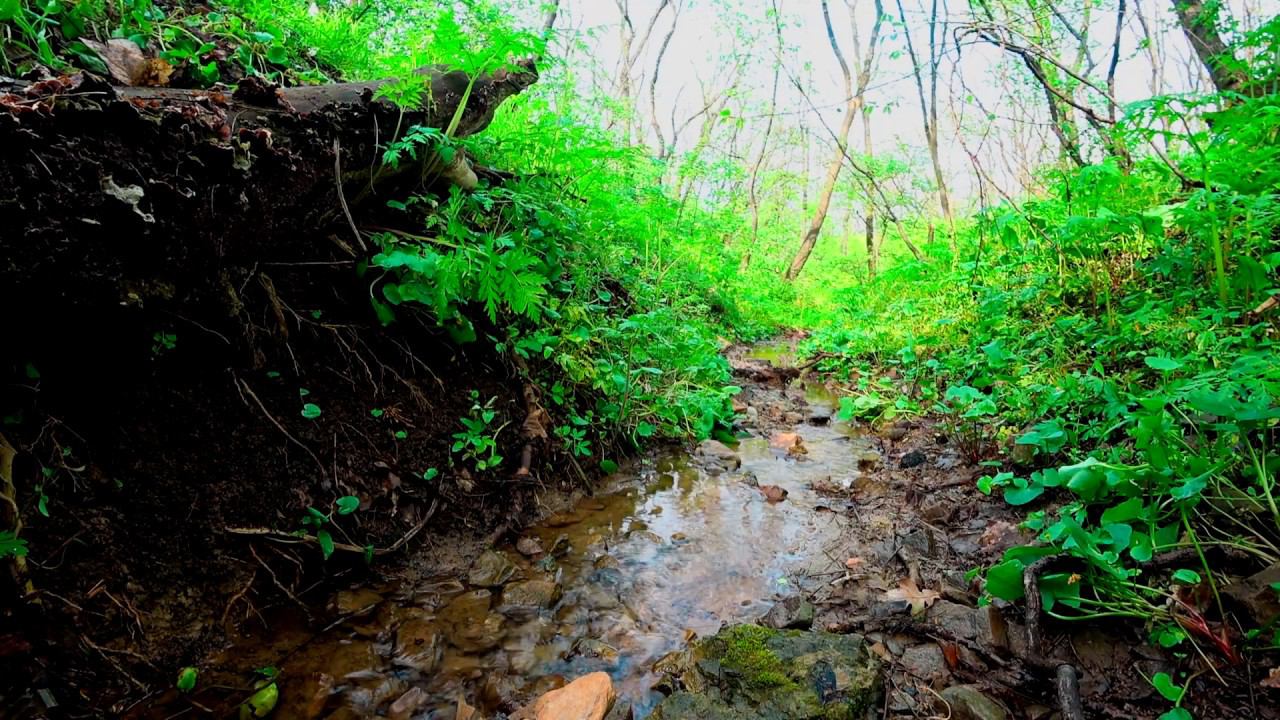 Лес после дождя