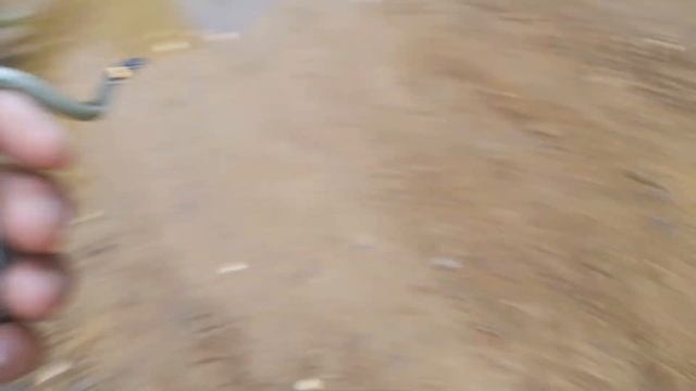 Ловля ящериц! Ловля живородящих ящериц!
