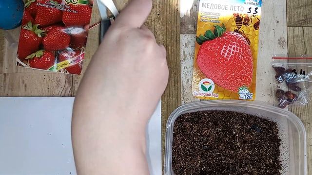 ЛЕГКИЙ СПОСОБ ПОСЕВА ЗЕМЛЯНИКИ и КЛУБНИКИ, без стратификации и снега, все взойдет само за 1 НЕДЕЛЮ