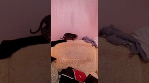 Марселю 2 месяца (Ориентал)