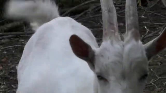 Козёл Ламанча, выбраковка т.к. длинные уши