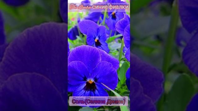 The Limba-Синие фиалки (cover от Соль) Селина Диана смотреть онлайн