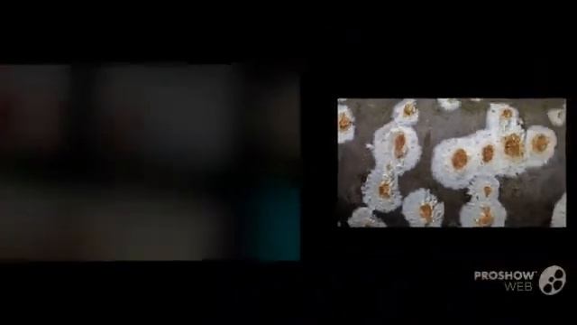 Coniophora puteana - fungi kingdom смотреть онлайн