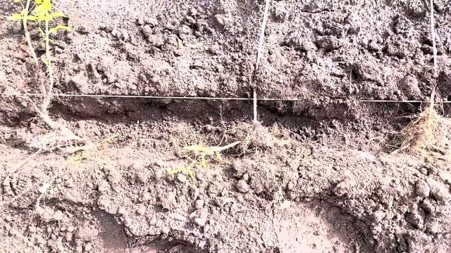 МЯТА. Пересаживаем . смотреть онлайн