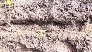 МЯТА. Пересаживаем .