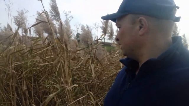 Улей из камыша. Заготовка камыша. Когда я заготавливаю камыш ? смотреть онлайн