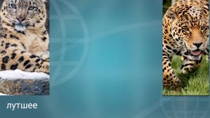 ирбис против ягуар