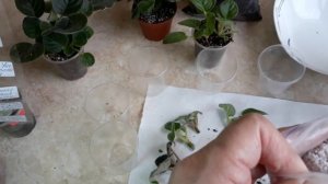 Детки фиалки переросли. Посажу без корней.