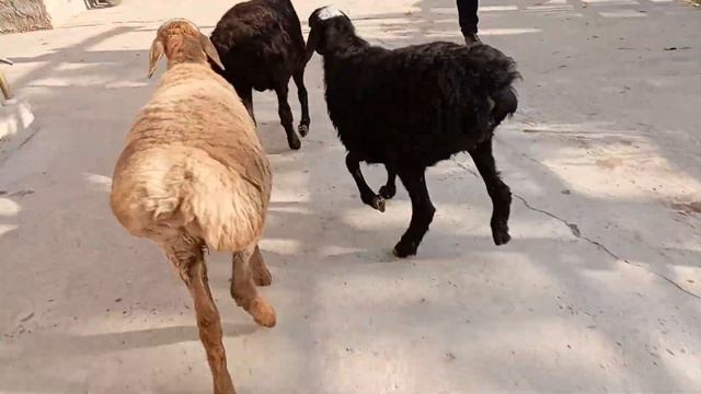 XISOR QOZI QOCHQOR 2 TA SOVLIQ SOTILADI NARXI 1600 MINGDAN 998763150 MANZIL NAMANGAN DASTAPKA BOR
