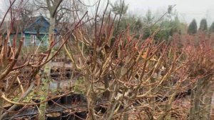 Живая изгородь из липы крупнолистной. Ноябрь 2021