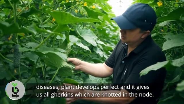 Абсолют F1 / Absolut F1,42-45 дней - Огурец, Bejo смотреть онлайн