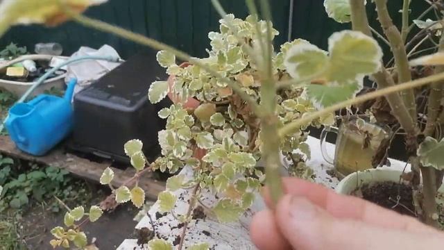 Готовим пеларгонии к зимовке))) Снимаем черенки))) смотреть онлайн