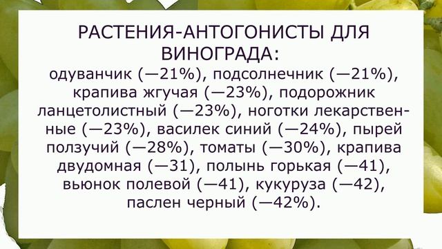 @Растения, соседи винограда. Вып.28 смотреть онлайн