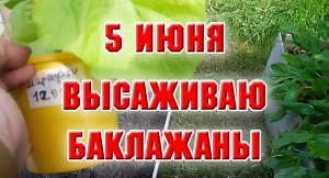 5 июня. Как я высаживаю баклажаны