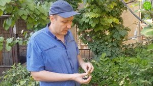 Как выращивать пион из семечки. Посадка и уход за ПИОНАМИ?