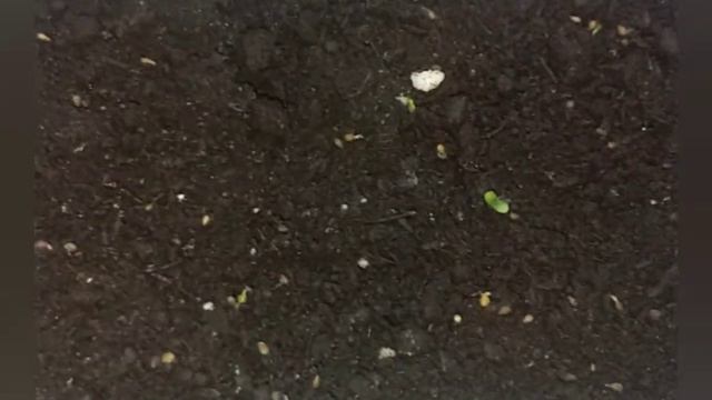 Как вырастить землянику из семян. Часть 2. Первые всходы, спустя 8 дней, без стратификации. смотреть онлайн