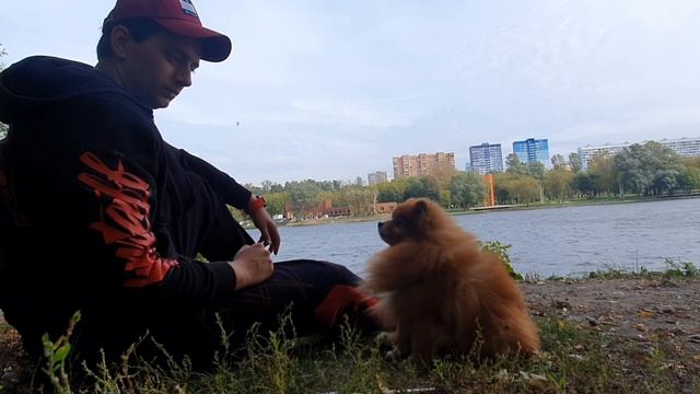 Как Приучить Собаку К Команде «Дай», «Подать» смотреть онлайн