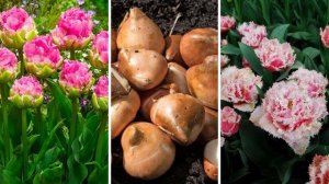 ЛУКОВИЧНЫЕ РАСТЕНИЯ: правильный УХОД ПОСЛЕ ЦВЕТЕНИЯ за нарциссами,тюльпанами,рябчиками,гиацинтами.